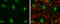 THO Complex 1 antibody, GTX70220, GeneTex, Immunofluorescence image 
