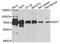 E2F-1 antibody, abx136111, Abbexa, Western Blot image 