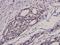 NFKB Inhibitor Alpha antibody, A01139S32S36, Boster Biological Technology, Immunohistochemistry frozen image 