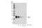 Thymic Stromal Lymphopoietin antibody, 97630S, Cell Signaling Technology, Western Blot image 