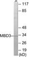 Methyl-CpG Binding Domain Protein 3 antibody, EKC1665, Boster Biological Technology, Western Blot image 