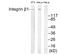 Integrin Subunit Beta 1 antibody, LS-C117621, Lifespan Biosciences, Western Blot image 