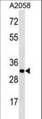 Olfactory Receptor Family 2 Subfamily T Member 11 (Gene/Pseudogene) antibody, LS-C163174, Lifespan Biosciences, Western Blot image 