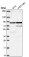 Scm Like With Four Mbt Domains 1 antibody, NBP2-56939, Novus Biologicals, Western Blot image 