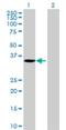 Solute Carrier Family 25 Member 42 antibody, H00284439-B01P, Novus Biologicals, Western Blot image 