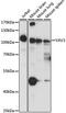 Vav Guanine Nucleotide Exchange Factor 3 antibody, A03204, Boster Biological Technology, Western Blot image 