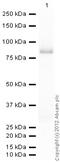 FYN Proto-Oncogene, Src Family Tyrosine Kinase antibody, ab1881, Abcam, Western Blot image 