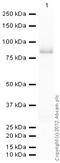 Tyrosine-protein kinase Fyn antibody, ab1881, Abcam, Western Blot image 