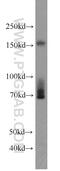 Fibronectin Type III Domain Containing 3B antibody, 22605-1-AP, Proteintech Group, Western Blot image 
