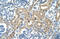 Glutamic--Pyruvic Transaminase antibody, orb330440, Biorbyt, Immunohistochemistry paraffin image 