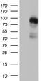 Hdm2 antibody, TA804664, Origene, Western Blot image 