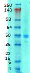 Sodium-coupled neutral amino acid transporter 1 antibody, TA326593, Origene, Western Blot image 
