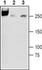 Sodium Voltage-Gated Channel Alpha Subunit 3 antibody, PA5-77737, Invitrogen Antibodies, Western Blot image 