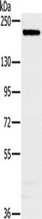 RAC3 antibody, TA350203, Origene, Western Blot image 