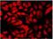 Histone Deacetylase 3 antibody, NB500-126, Novus Biologicals, Immunofluorescence image 