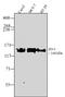Tight junction protein ZO-3 antibody, 710857, Invitrogen Antibodies, Western Blot image 