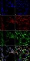 Dityrosine antibody, MA5-27566, Invitrogen Antibodies, Immunofluorescence image 