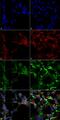 Dityrosine antibody, MA5-27566, Invitrogen Antibodies, Immunofluorescence image 