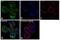Spleen Associated Tyrosine Kinase antibody, MA1-19332, Invitrogen Antibodies, Immunofluorescence image 