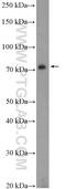 Growth Arrest Specific 6 antibody, 13795-1-AP, Proteintech Group, Western Blot image 