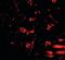 Regulator Of Calcineurin 2 antibody, orb89966, Biorbyt, Immunofluorescence image 