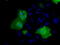 RIC8 Guanine Nucleotide Exchange Factor A antibody, TA501055, Origene, Immunofluorescence image 