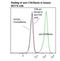 T12 antibody, LS-C134237, Lifespan Biosciences, Flow Cytometry image 