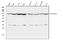 Heat Shock Protein 90 Alpha Family Class B Member 1 antibody, PB9636, Boster Biological Technology, Western Blot image 