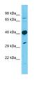 Transmembrane Protein 30A antibody, orb325344, Biorbyt, Western Blot image 