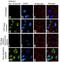 SMAD Family Member 3 antibody, 711324, Invitrogen Antibodies, Immunofluorescence image 