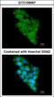 NADH:Ubiquinone Oxidoreductase Subunit A12 antibody, GTX109567, GeneTex, Immunocytochemistry image 
