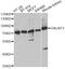 Polypeptide N-Acetylgalactosaminyltransferase 3 antibody, A13985, ABclonal Technology, Western Blot image 
