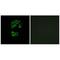 GTPase, IMAP Family Member 2 antibody, A12558, Boster Biological Technology, Immunohistochemistry frozen image 