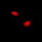 Periplakin antibody, orb341202, Biorbyt, Immunofluorescence image 