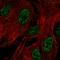 Zinc Finger Protein 441 antibody, HPA063338, Atlas Antibodies, Immunocytochemistry image 