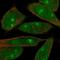 MOB Kinase Activator 1A antibody, NBP2-57643, Novus Biologicals, Immunofluorescence image 