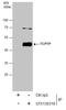 Protein Tyrosine Phosphatase Non-Receptor Type 2 antibody, GTX130319, GeneTex, Immunoprecipitation image 