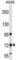 Transmembrane Channel Like 4 antibody, abx029828, Abbexa, Western Blot image 