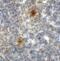 T Cell Immunoreceptor With Ig And ITIM Domains antibody, SD8824, ProSci, Immunohistochemistry paraffin image 