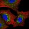 Pcx antibody, HPA043922, Atlas Antibodies, Immunofluorescence image 