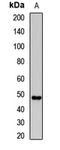 Pannexin 1 antibody, LS-C668750, Lifespan Biosciences, Western Blot image 