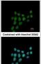 Progesterone Immunomodulatory Binding Factor 1 antibody, PA5-30387, Invitrogen Antibodies, Immunofluorescence image 
