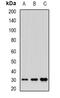 Butyrophilin Like 2 antibody, abx141533, Abbexa, Western Blot image 