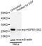 Heat Shock Protein Family B (Small) Member 1 antibody, MBS125215, MyBioSource, Western Blot image 