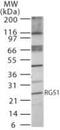 Regulator Of G Protein Signaling 1 antibody, PA1-41146, Invitrogen Antibodies, Western Blot image 