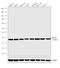 Proteasome Subunit Alpha 5 antibody, PA1-1962, Invitrogen Antibodies, Western Blot image 