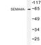 Semaphorin 4A antibody, LS-C176949, Lifespan Biosciences, Western Blot image 