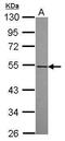 RasGEF Domain Family Member 1A antibody, PA5-31598, Invitrogen Antibodies, Western Blot image 