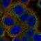 ALG12 Alpha-1,6-Mannosyltransferase antibody, NBP2-58353, Novus Biologicals, Immunofluorescence image 