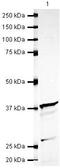 Syntaxin 16 antibody, PA5-19592, Invitrogen Antibodies, Western Blot image 